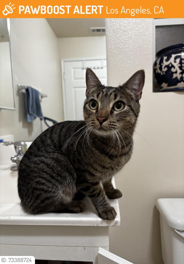 Found/Stray Female Cat last seen Sylmar charter high school, Los Angeles, CA 91342
