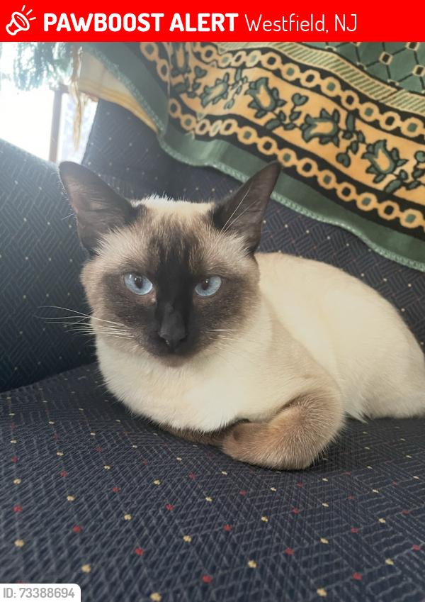Lost Female Cat last seen Bradford Avenue and Cedar Terrace, Westfield, NJ 07090