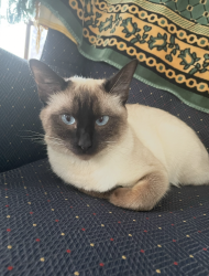 Lost Female Cat last seen Bradford Avenue and Cedar Terrace, Westfield, NJ 07090
