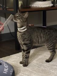 Found/Stray Unknown Cat last seen Utica University Dome, Utica, NY 13502
