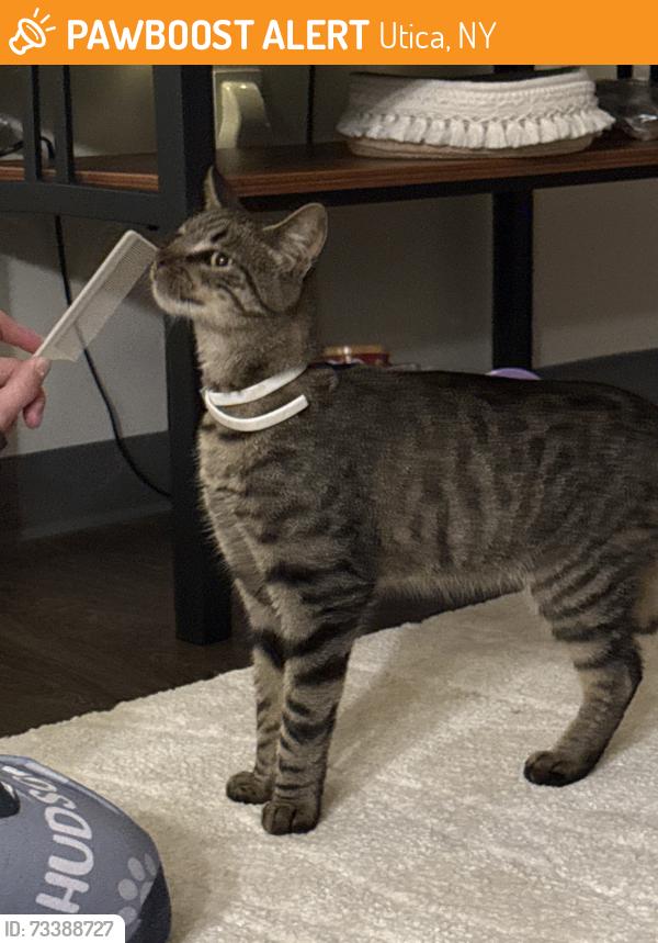 Found/Stray Unknown Cat last seen Utica University Dome, Utica, NY 13502