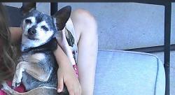 Lost Female Dog last seen Fort Morgan co, Fort Morgan, CO 80701