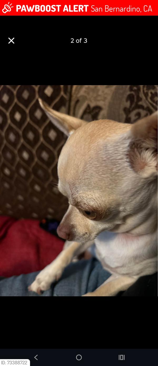 Lost Female Dog last seen Benedict and Arrowhead, San Bernardino, CA 92408