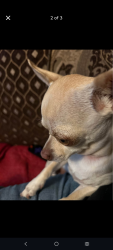Lost Female Dog last seen Benedict and Arrowhead, San Bernardino, CA 92408
