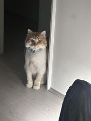 Reunited Male Cat last seen Lot 109 17 Laterite Grove, Bellevue, WA 6056