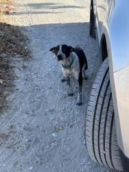 Found/Stray Male Dog last seen River Valley Motorcross, Boyd, TX 76023