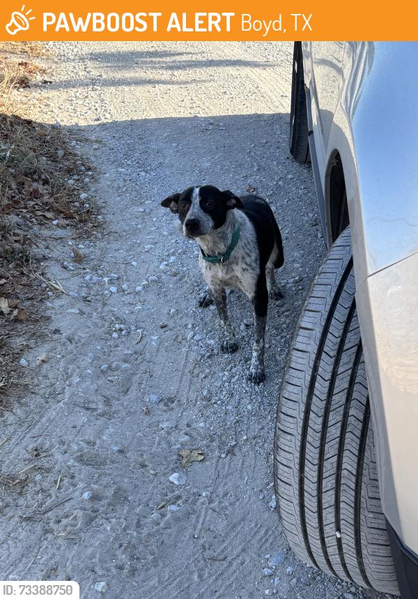 Found/Stray Male Dog last seen River Valley Motorcross, Boyd, TX 76023