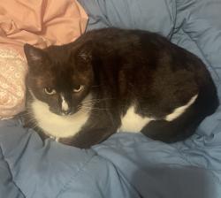 Reunited Male Cat last seen Madrid Street & Peru Avenue, San Francisco, CA 94112