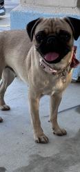 Found/Stray Female Dog last seen California ave, Bakersfield, CA 93307