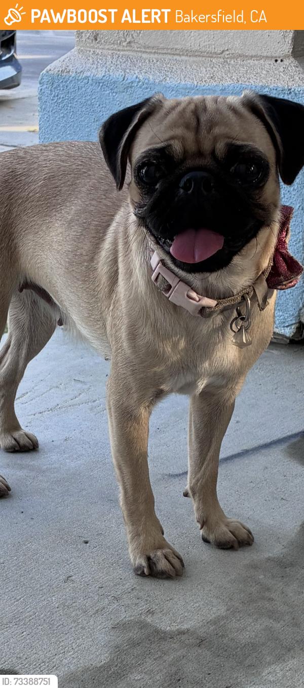 Found/Stray Female Dog last seen California ave, Bakersfield, CA 93307