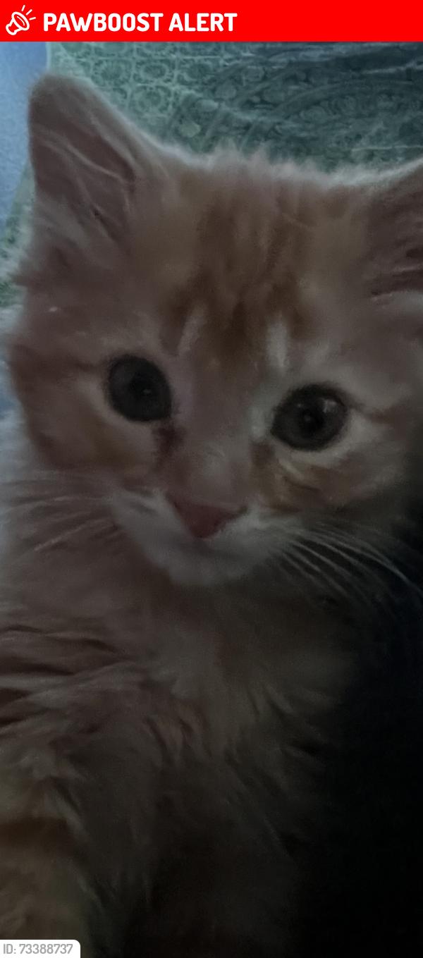 Lost Female Cat last seen Near bittercreek drive 80922, Colorado Springs, CO 80922
