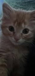 Lost Female Cat last seen Near bittercreek drive 80922, Colorado Springs, CO 80922