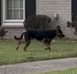 Found/Stray Unknown Dog last seen Quince Road and Sulgrave Drive, Memphis, TN 38119