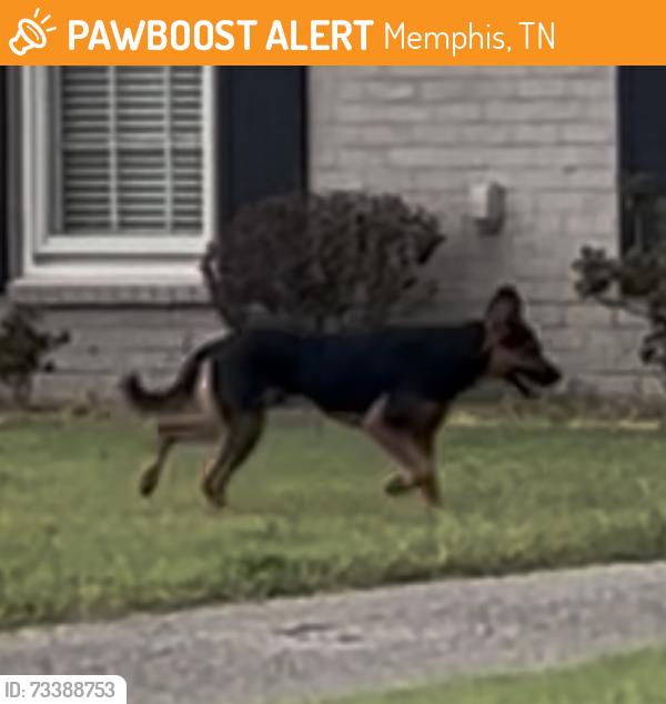 Found/Stray Unknown Dog last seen Quince Road and Sulgrave Drive, Memphis, TN 38119