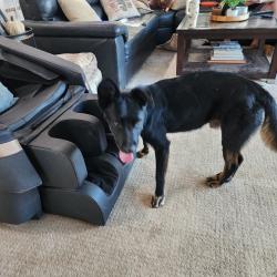 Reunited Male Dog last seen Via palo verde lago, Alpine, CA 91901