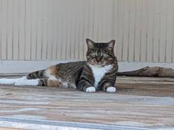 Lost Female Cat last seen Blueberry Road, mars avenue, North Port, FL 34288