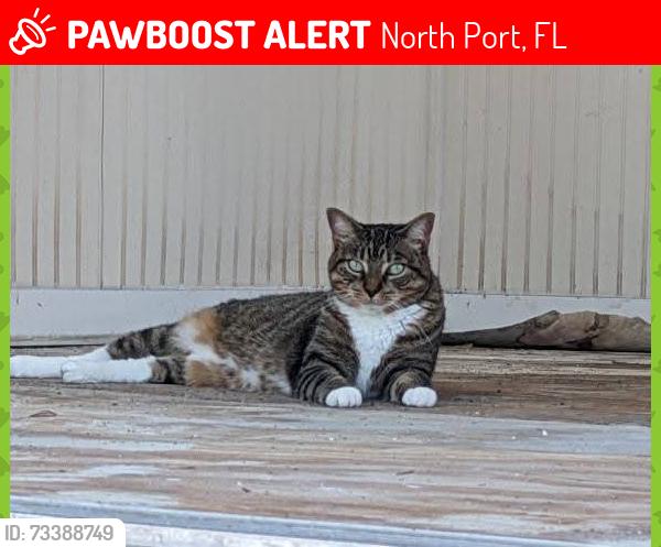 Lost Female Cat last seen Blueberry Road, mars avenue, North Port, FL 34288