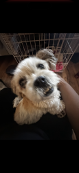Lost Female Dog last seen Medows ln. And Decatur blvd, Las Vegas, NV 89107