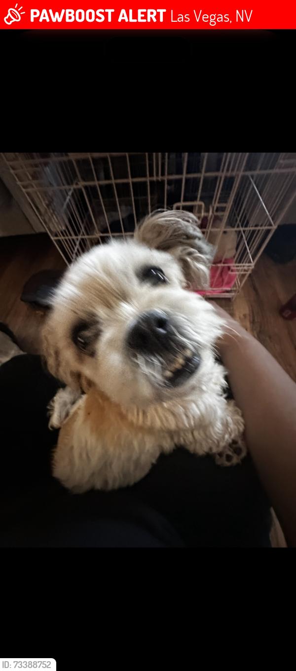 Lost Female Dog last seen Medows ln. And Decatur blvd, Las Vegas, NV 89107