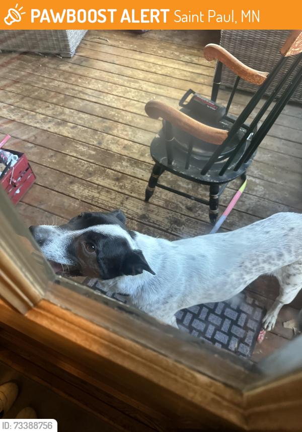Found/Stray Male Dog last seen Victoria and summit, Saint Paul, MN 55104