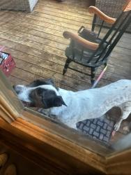 Found/Stray Male Dog last seen Victoria and summit, Saint Paul, MN 55104