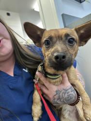 Reunited Male Dog last seen NE 127th Between Glisan & Halsey, Portland, OR 97230