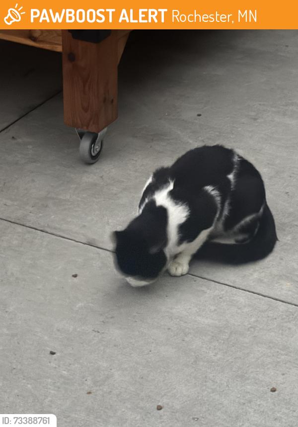 Found/Stray Unknown Cat last seen Blossom, Rochester, MN 55901