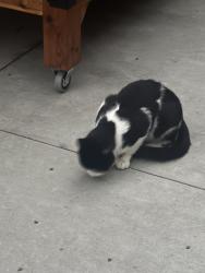 Found/Stray Unknown Cat last seen Blossom, Rochester, MN 55901