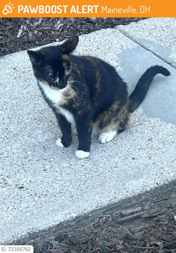 Found/Stray Female Cat last seen Columbia Rd and Socialville Foster Rd in Landen, OH, Maineville, OH 45039