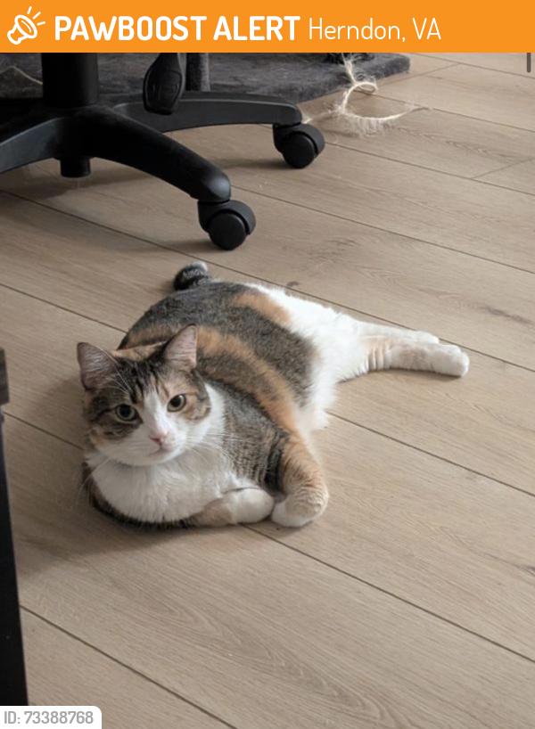 Found/Stray Female Cat last seen Elden St at Locust St, Herndon, VA 20170