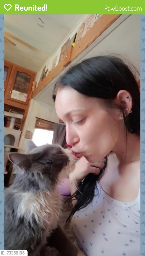 Reunited Male Cat last seen Plumb Tree rd, Colfax, CA 95713