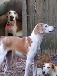 Reunited Female Dog last seen old cherry point road., New Bern, NC 28560
