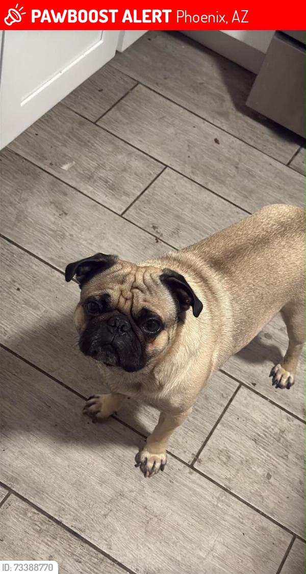 Lost Male Dog last seen 31st avenue and W glandosa ave, Phoenix, AZ 85017