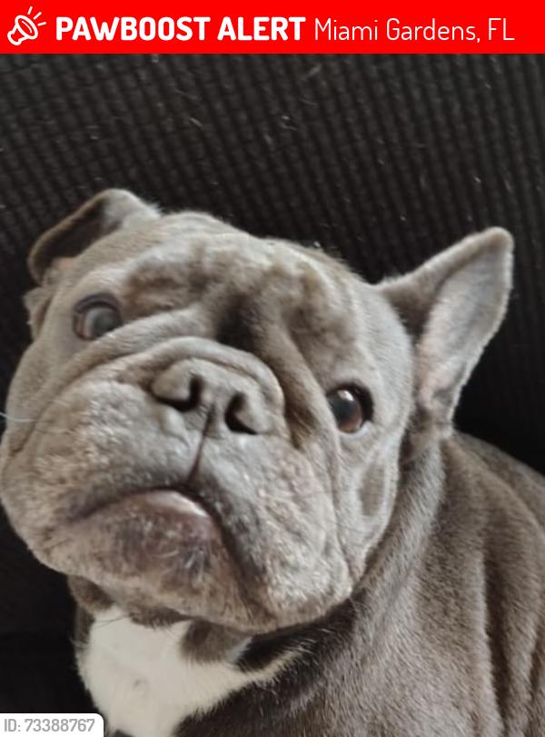 Lost Female Dog last seen 19th ave y 157th, Miami Gardens, FL 33054