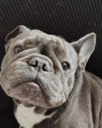 Lost Female Dog last seen 19th ave y 157th, Miami Gardens, FL 33054