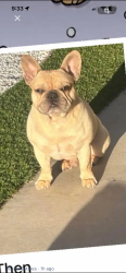 Lost Male Dog last seen Ave M8 and 55th St West, Palmdale, CA 93551