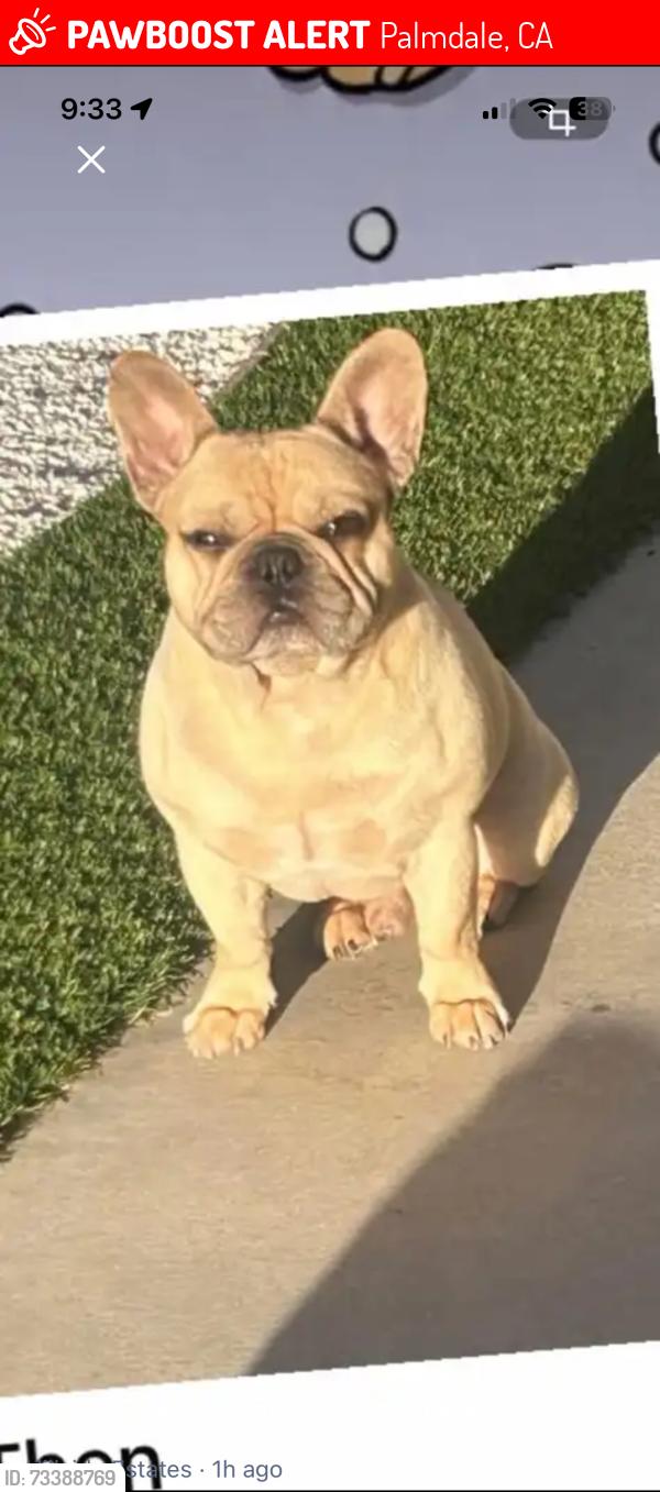 Lost Male Dog last seen Ave M8 and 55th St West, Palmdale, CA 93551