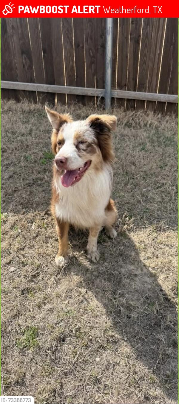 Lost Male Dog last seen Cherry park, Weatherford, TX 76086