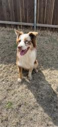 Lost Male Dog last seen Cherry park, Weatherford, TX 76086