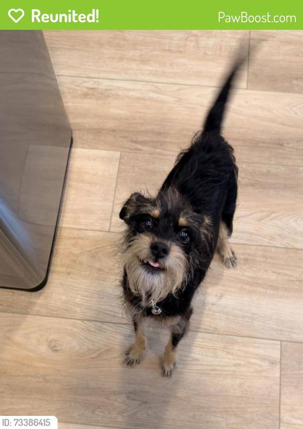 Reunited Female Dog last seen Grass valley, Chula Vista, CA 91913