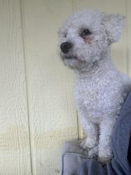 Lost Male Dog last seen American Canyon Rd, American Canyon, CA 94589