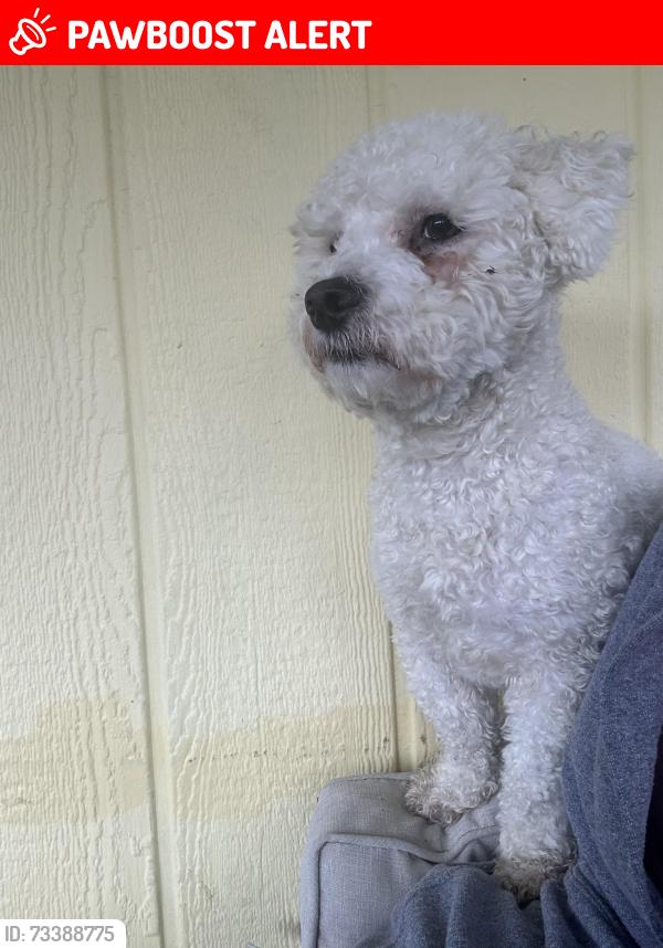 Lost Male Dog last seen American Canyon Rd, American Canyon, CA 94589