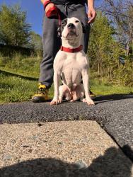 Reunited Female Dog last seen Townhouse, Scranton, PA 18508