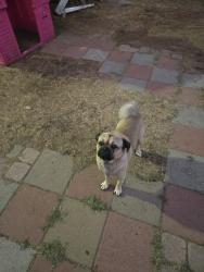 Reunited Male Dog last seen W 16th St, San Bernardino, CA, USA, San Bernardino, CA 92411