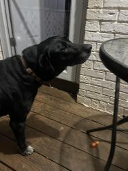 Found/Stray Unknown Dog last seen Running wild farm, Floyd County, GA 30173