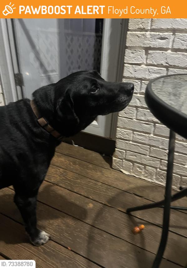 Found/Stray Unknown Dog last seen Running wild farm, Floyd County, GA 30173