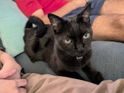 Reunited Male Cat last seen Chatsworth Drive at Deer Path Court, Martinez, CA 94553