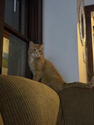Lost Male Cat last seen Bayview High School, Milwaukee, WI 53207