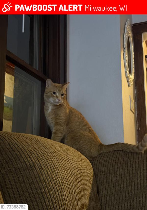 Lost Male Cat last seen Bayview High School, Milwaukee, WI 53207