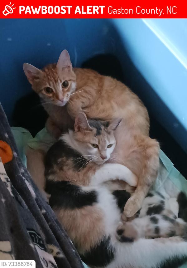 Lost Female Cat last seen Pine st gastonia nc, Gaston County, NC 28056